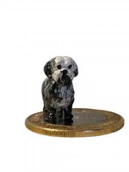 Lhasa Apso