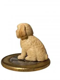 Lhasa sentado