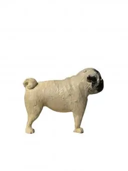Pug